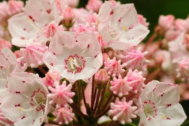 Mountain-Laurel Blog