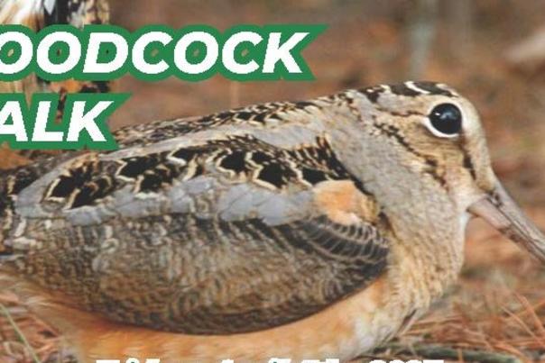 Laurel Hill Woodcock Walk