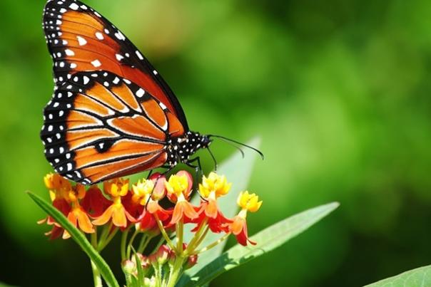 Monarch butterflies have been threatened by habitat destruction and climate change.