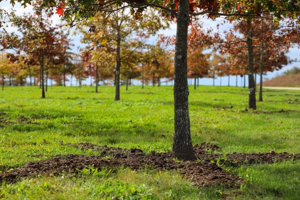 Flight 93 Memorial grove