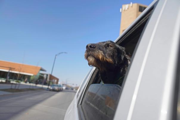 Dog in Car