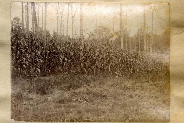 Corn Field in Shawnee Village