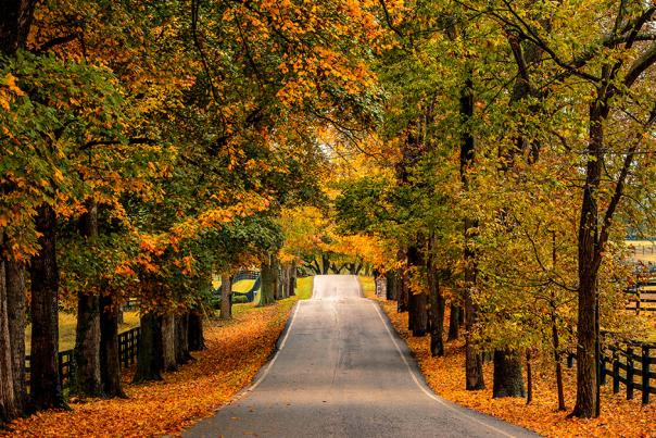 7 things to do in Lex Fall