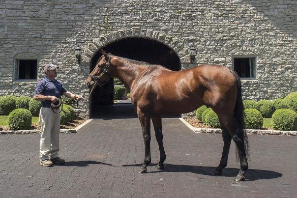 American-Pharoah-Conformation-sm