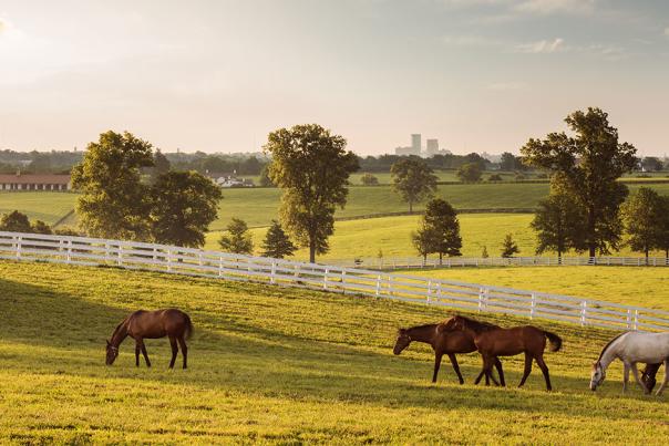 Horses grazing at Darby Dan Horse Farm