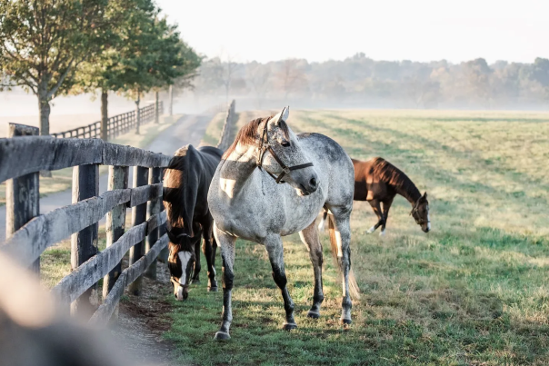 Horses grazing in a field next to a wooden fence
