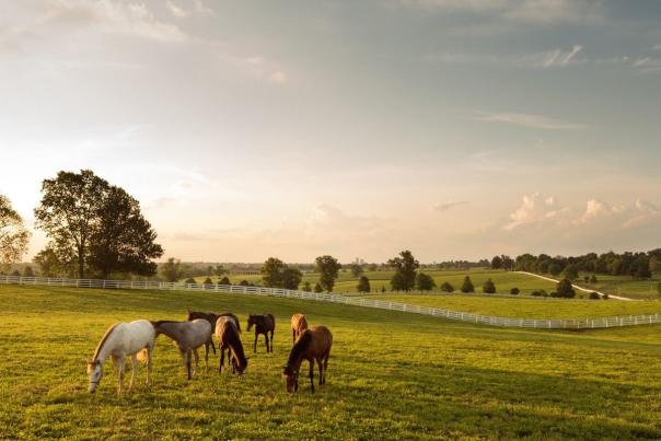 Horses grazing at Darby Dan Horse Farm in Lexington, Ky.