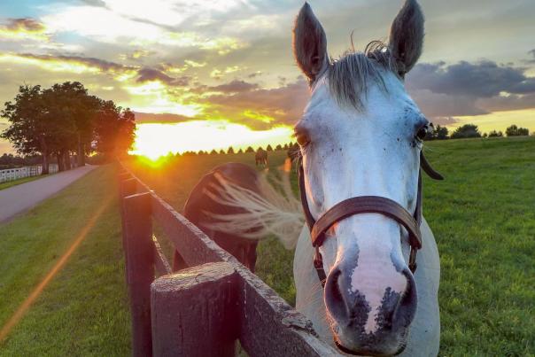 White horse next to fence with sunset in the background.