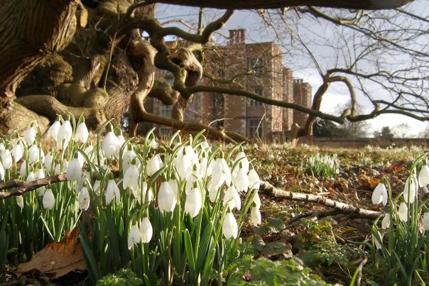 picture of snowdrop flowers outside Doddington Hall