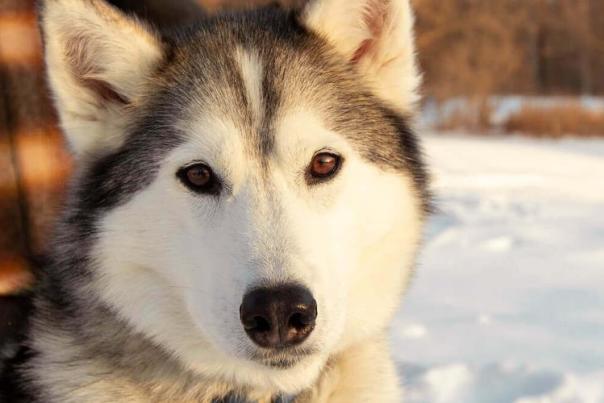 Husky_Dog_Snow