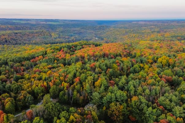 Drone fall foliage