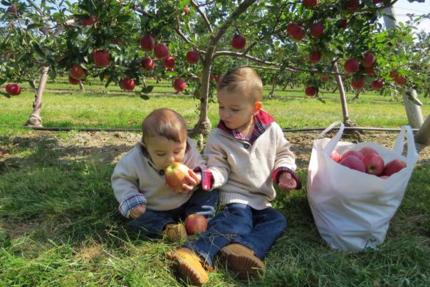 Apple-picking-on-the-North-Fork-1024x768