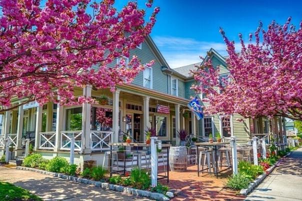 Greenport cherry blossoms