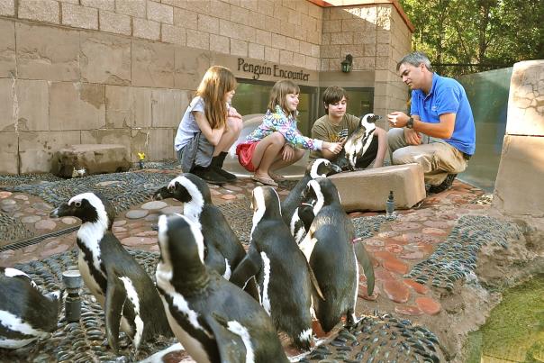 Penguin Encounter