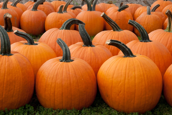 Pumpkins at Waterdrinker