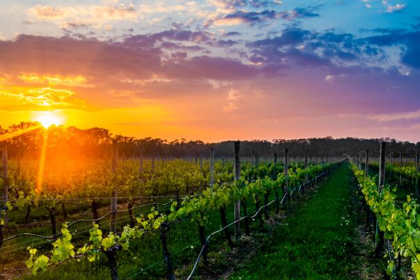 vineyard