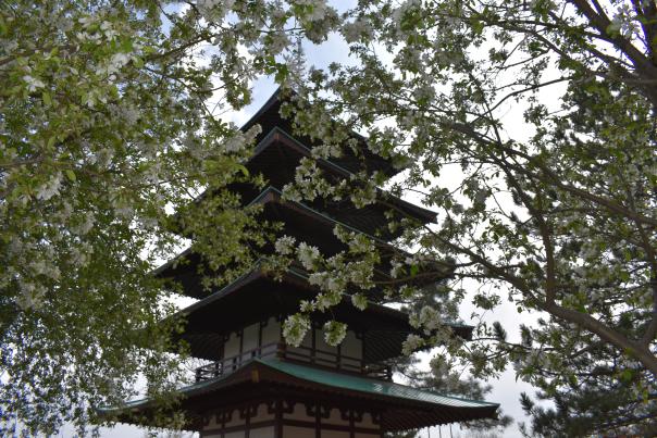 Tower of Compassion and cherry blossoms