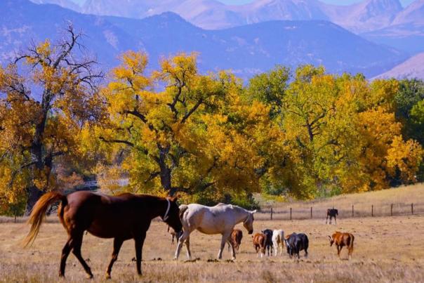 Fall field with horses and Front Range in the background