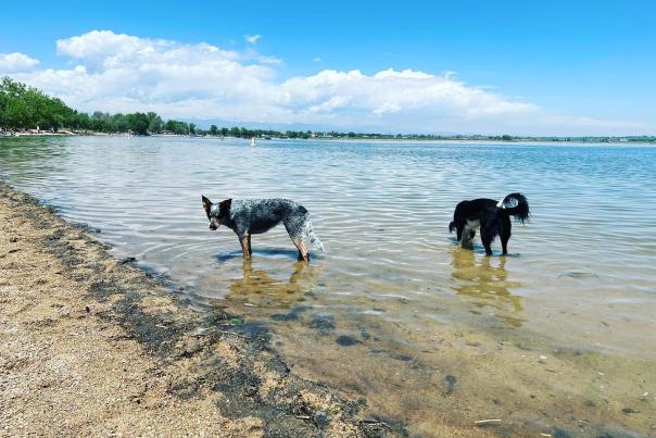 Two dogs playing at Union Reservoir dog beach
