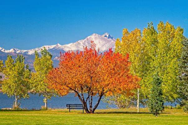 Trees in the fall at Mcintosh Lake