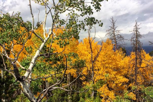 Fall Color in Rocky Mountain National Park.