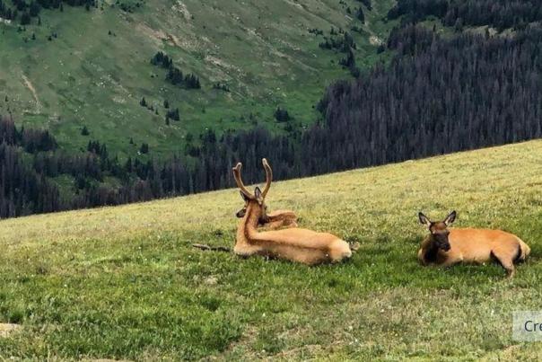 Elk lying in a field in Rocky Mountain National Park