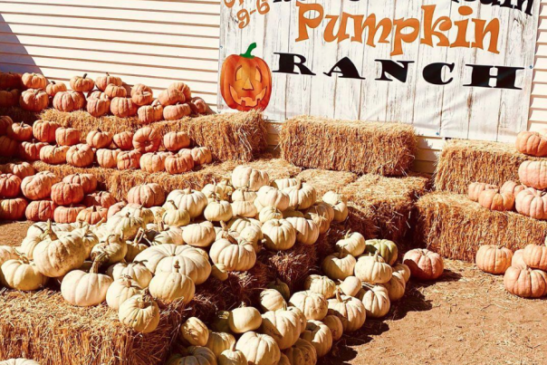 Rocky Mountain Pumpkin 2