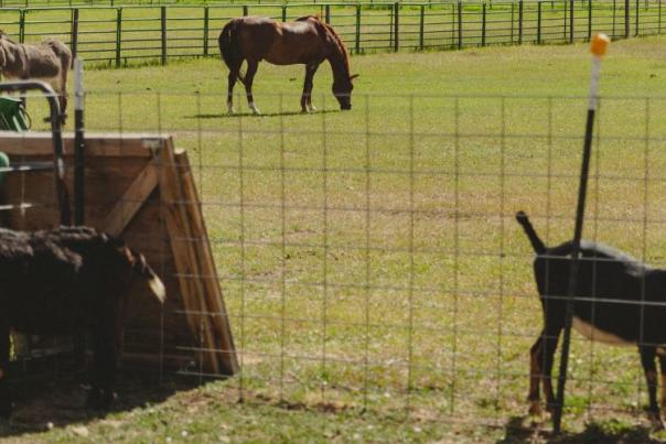 Horses and goats grazing in a field