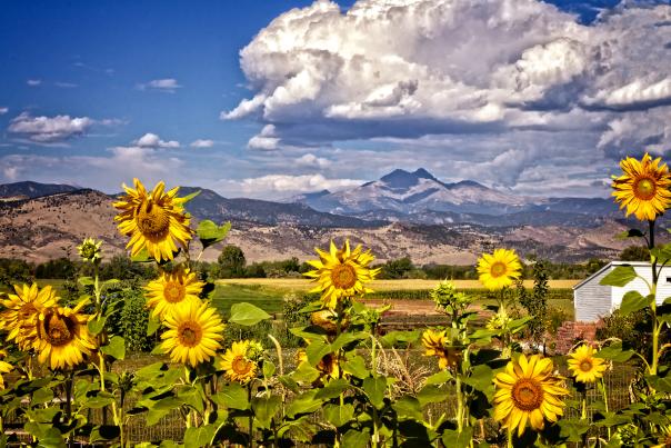 Firld of sunflowers with mountains in the background