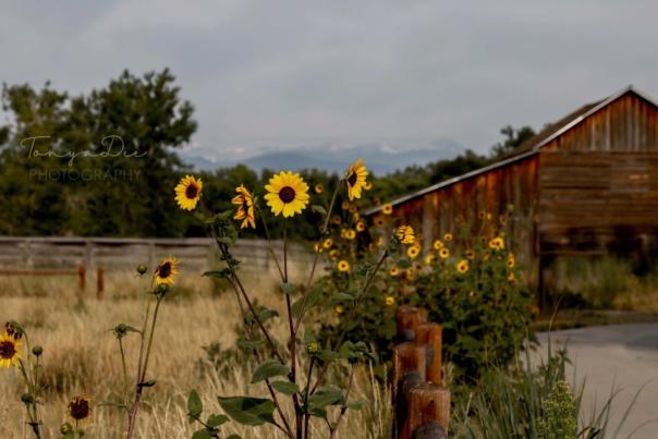 Sandstone Ranch Banner