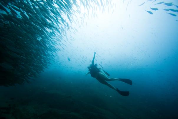 Persona bajo el mar buceando rodeado de peces