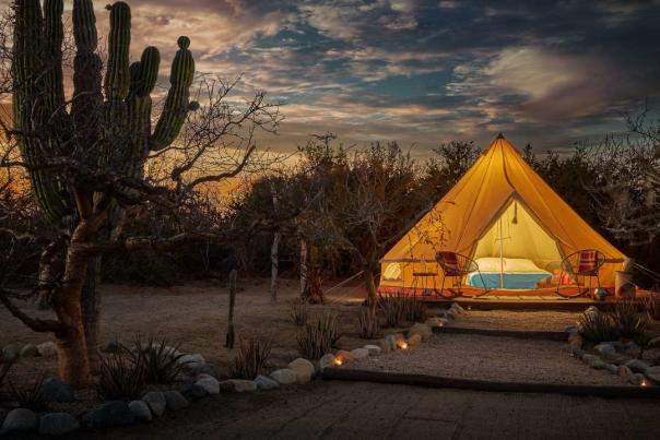 Camping tent near a cactus at sunset