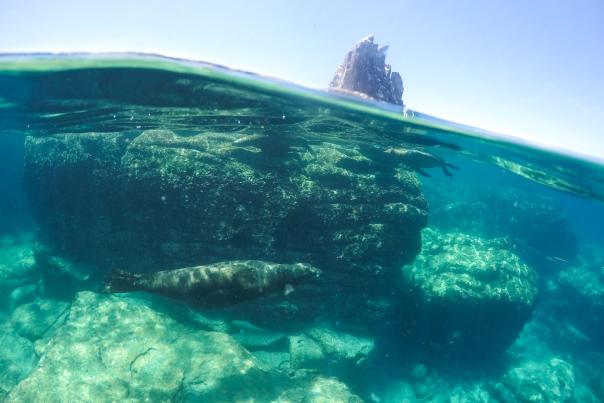 imagen que muestra a un leon marino nadando en el mar de cortes