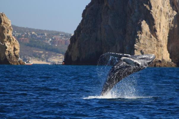 avistamiento de ballenas. cría de ballena saltando en medio del océano
