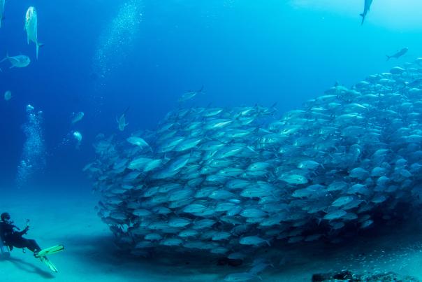 Buceo en Cabo Pulmo