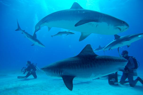 Swim with sharks in Cabo Pulmo