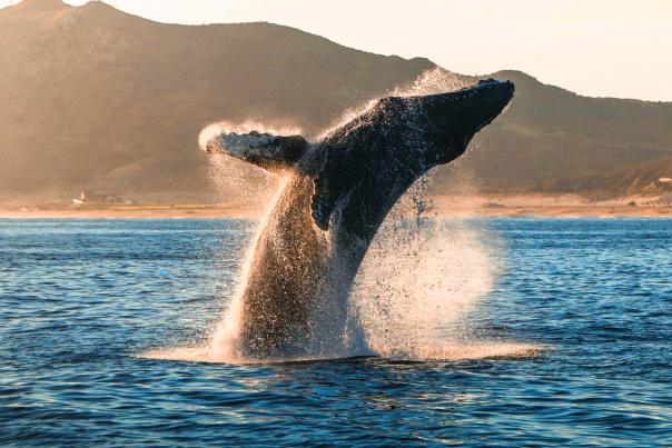 Whale in Los Cabos