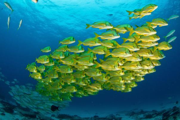 fotografía de banco de peces color amarillo en el mar