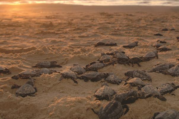 Liberación de tortugas en Los Cabos