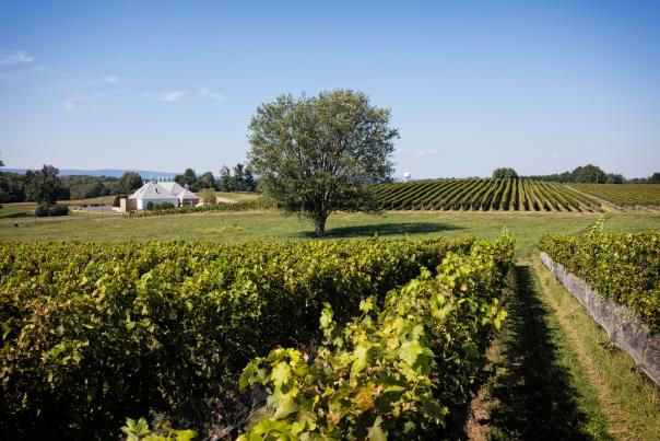 Boxwood Winery vineyard view with a tree