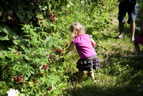 Young girl reaches into blackberry bushes to pick berries at Great Country Farms in Bluemont Virginia