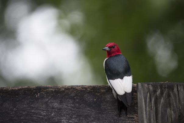 Douglas Graham Red-Headed Woodpecker