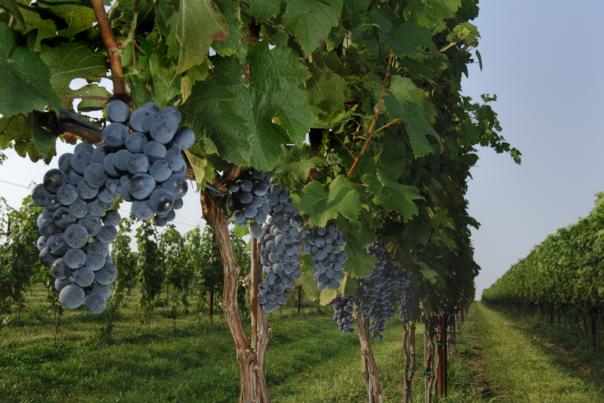 Boxwood Winery Grapes