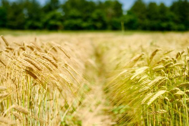 Wheatland Springs Farm - Wheat field