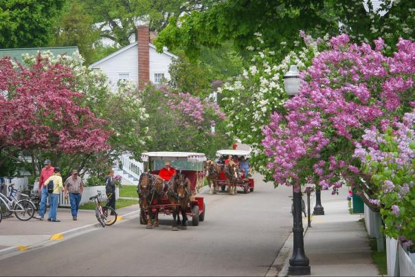 The backstory on Mackinac Island's love affair with lilacs