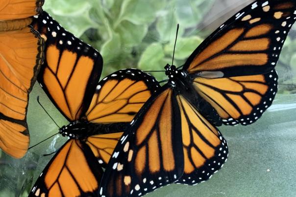 Q&A with Wings of Mackinac Butterfly Conservatory