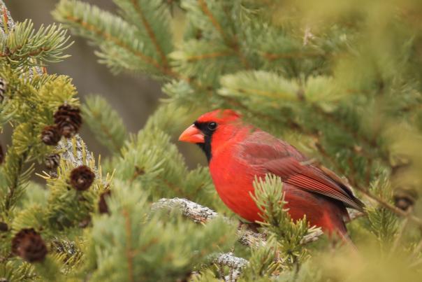 Birding on Mackinac Island