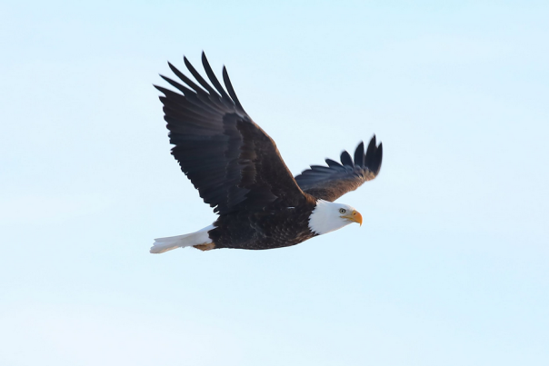 An eagle soars through the air above Mackinac Island