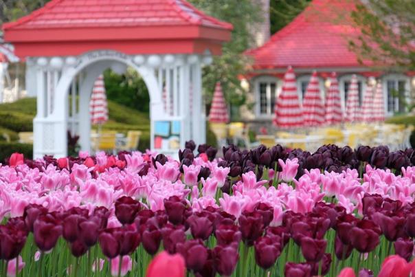 Pink and purple tulips bloom in spring near The Jockey Club restaurant on Mackinac Island