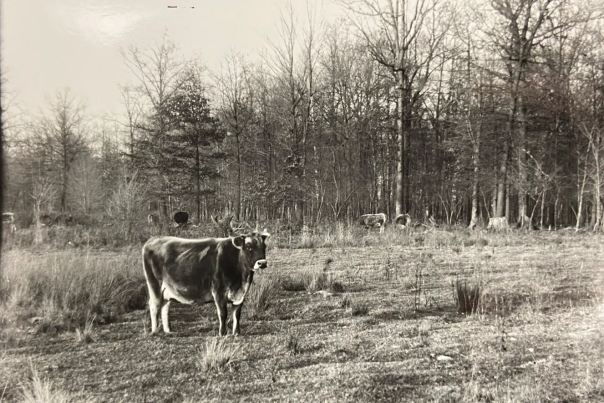 A Jersey cow grazes on Mackinac Island in the 1800s.